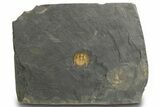 Orange Trinucleid Trilobite (Declivolithus) - Mecissi, Morocco #372372-1